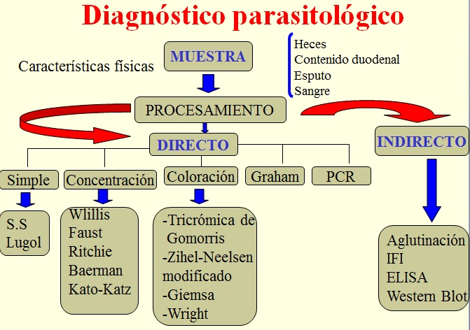 Las lombrices de la medicina belarus